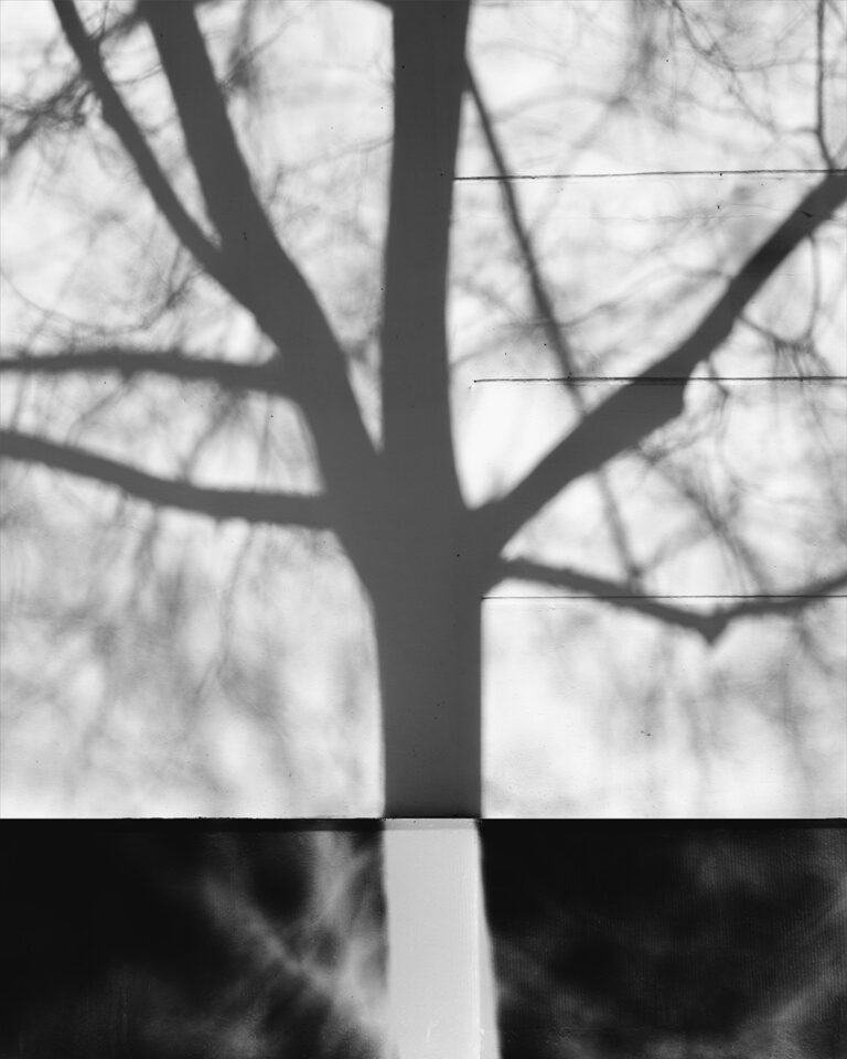 Bare tree in front of a white wall, reduced to a graphic silhouette