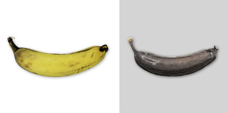 Diptych: a yellow banana beside the same banana turned black